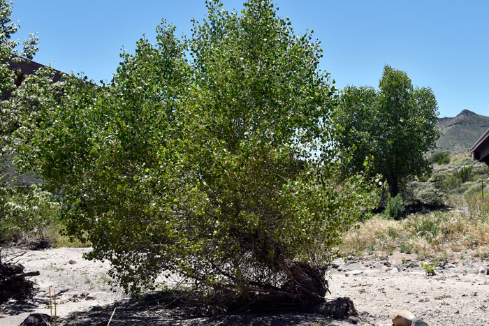 Fremont Cottonwood is a southwestern United States species that is native to lower and upper deserts. Populus fremontii